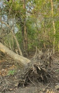 Road construction in reserved forest area - Basavaraja Koravara demands appropriate action.