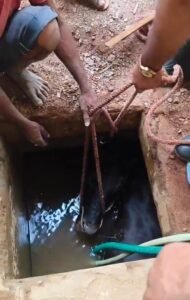 ಪಂಪ್ಹೌಸ್ಗೆ ಬಿದ್ದ ಹಸು